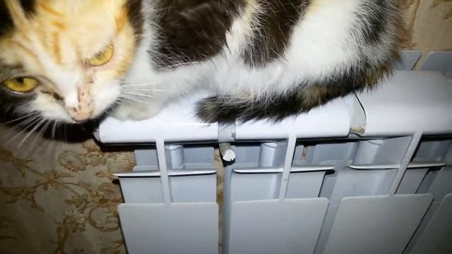 Муся приютили бездомного котёнка.Муся греется на батарее отопления.Муся мурлычет.Грецкий орех дерев смотреть онлайн
