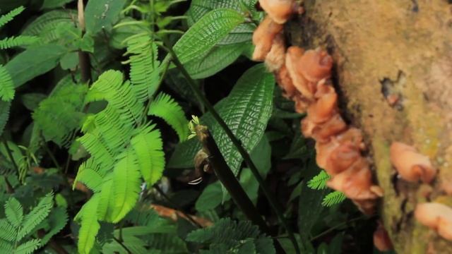 Video test canon 600d outdoor - No Edit смотреть онлайн