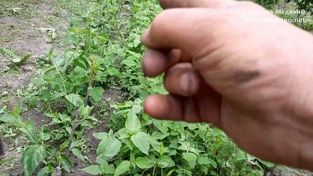 Как вырастить саженцы без подвязки смотреть онлайн