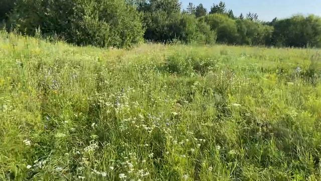 Деревенский туризм в Загарино: Гуляю на природе со шпицами/15.07.21 смотреть онлайн