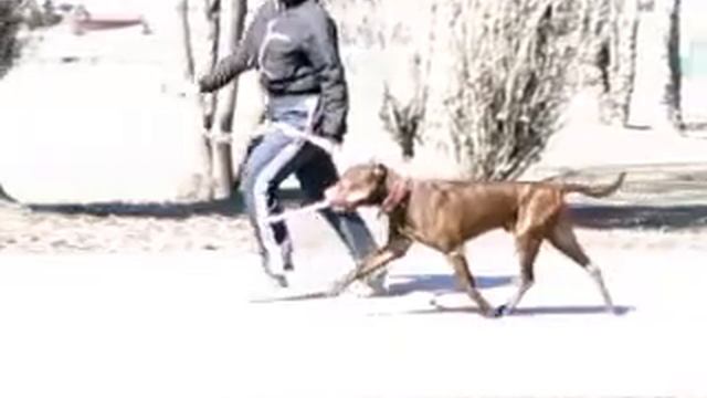 АПБТ IVAKINA'S SPEEDSIRE NORIS 13 лет 2 мес. смотреть онлайн