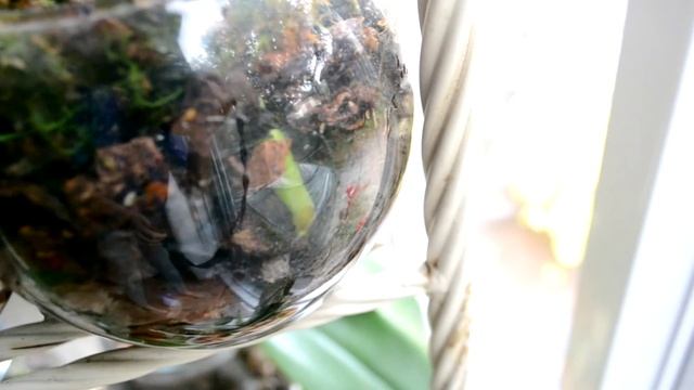 Орхидеи в банках: все пропало? смотреть онлайн