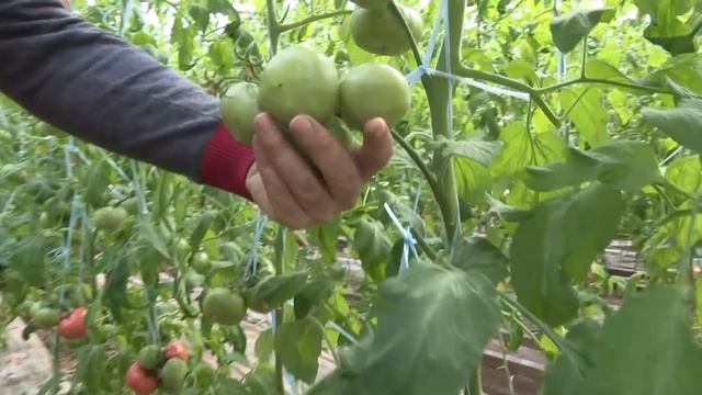 Томат ФЕНДА (19-03-2018) смотреть онлайн