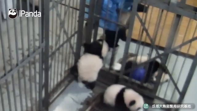 One Million Ways Of Panda Sneaking Out | iPanda смотреть онлайн