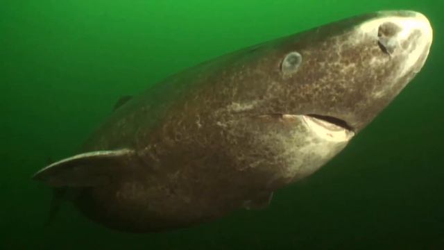 Самые большие акулы в мире смотреть онлайн