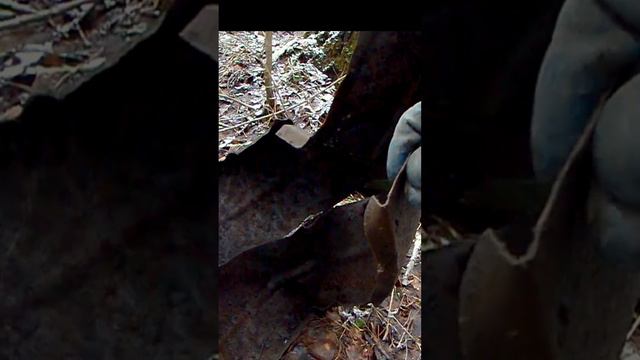 Жестянка - всему голова! #металлоискатель #металлокоп #копметаллолома #находки смотреть онлайн