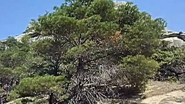 КРЫМ Пешком из СУДАКА на НОВЫЙ СВЕТ (Июнь 2017) смотреть онлайн