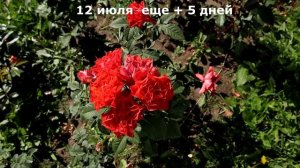 Интервальная съемка роза Леди оф Белград. Флорибунда. Rose Lady of Belgrade.