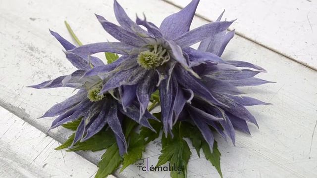 Clématite macropetala Spiky® смотреть онлайн