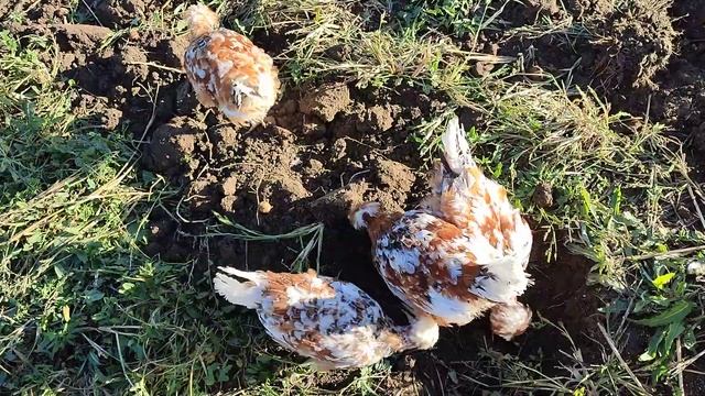 Русская хохлатая ситец, вольное содержание смотреть онлайн