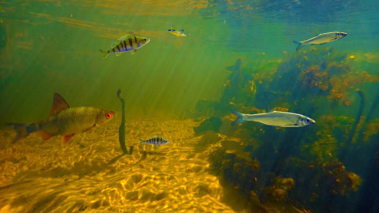 Подводная съёмка реки! ОГРОМНЫЕ стаи рыбы! смотреть онлайн