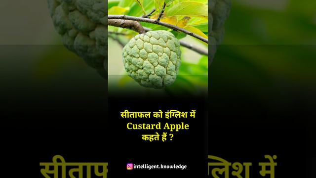 अनार को english में क्या कहते है #shortsfeed смотреть онлайн