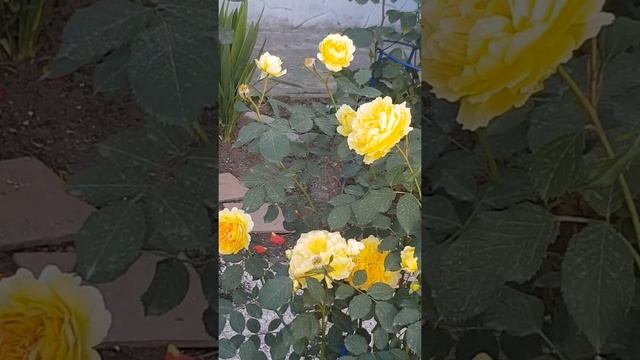 Сорт розы Молинью Девида Остина,она скромная трудяжечка смотреть онлайн
