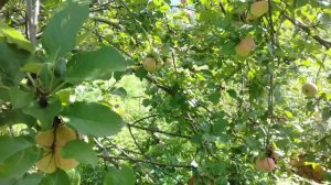 сбор яблок сорта Настенька.