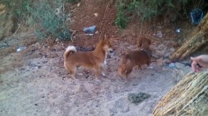 Бешеные собаки 1