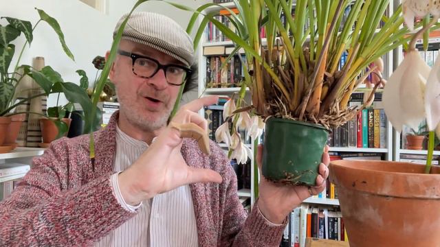 How To Grow The Species Orchid Cymbidium Wenshanense: A Beautifully Elegant Flower Indeed!