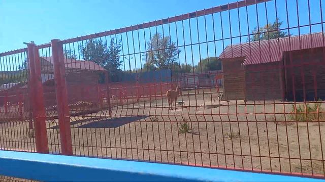 Түйетек 🐫 Бір өркешті түйе верблюды Түйе одногорбый верблюд верблюдица необычные животные милые жив смотреть онлайн