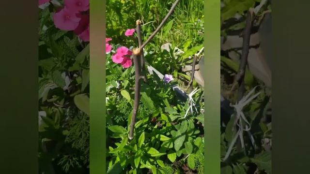 Флоксы Друммонда - цветение, уход, подкормки, болезни и лечение смотреть онлайн