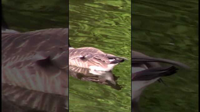 КАНАДСКАЯ КАЗАРКА / Чёрный, обожженный гусь из Канады #Shorts смотреть онлайн