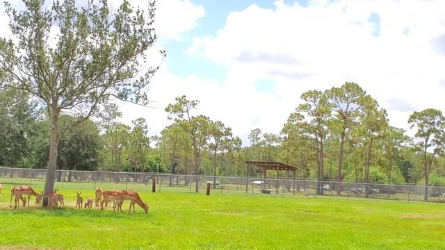 David goes back to Lion Country Safari!!! Давид снова в Сафари-Парке!!! Part 2 смотреть онлайн