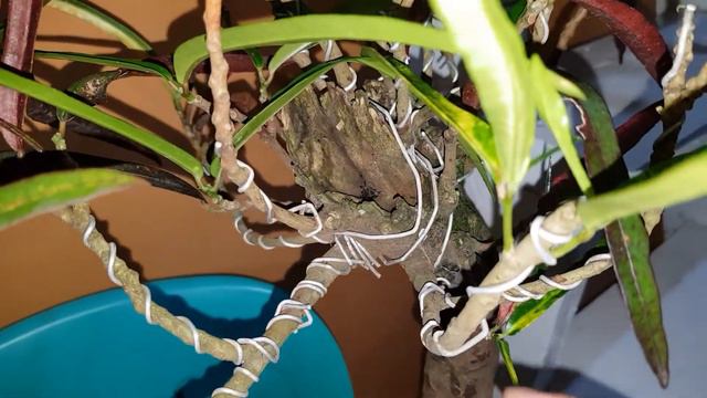 San Francisco Bonsai | Croton Bonsai | PWEDE PALA смотреть онлайн