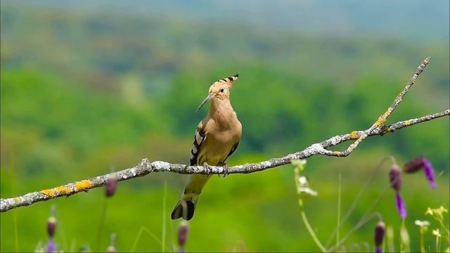 Удод. Звуки удода . Ручей . смотреть онлайн