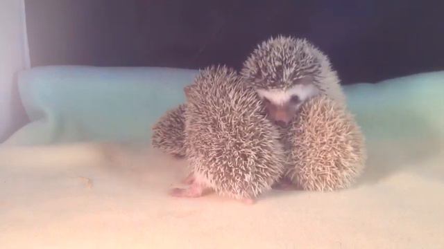 Petunia X Curious George Spring 2013