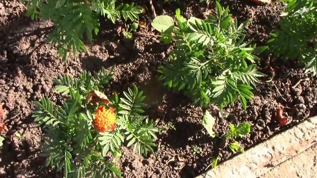 Цветники. Виноград Обзор дачи 20 июня 2019. 1 часть. смотреть онлайн