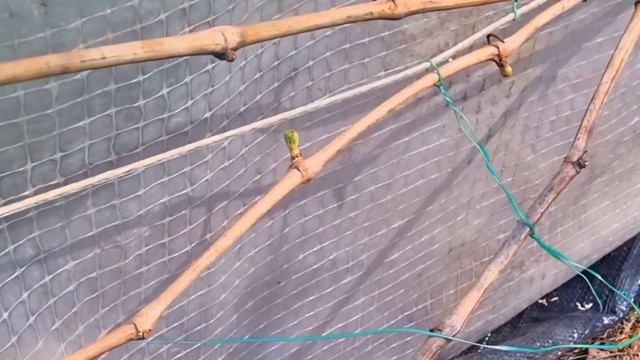 Остановить пасоку.Виноград Среднего Урала. 14.05.23. смотреть онлайн