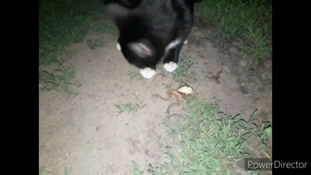 СМЕШНЫЕ КОТЫ - ВСТРЕЧА С ЛЯГУШКОЙ 2020 #ПриколсКотом2020 #Котята2020 #ПрикольныеКоты2020 #Сидим_Дом