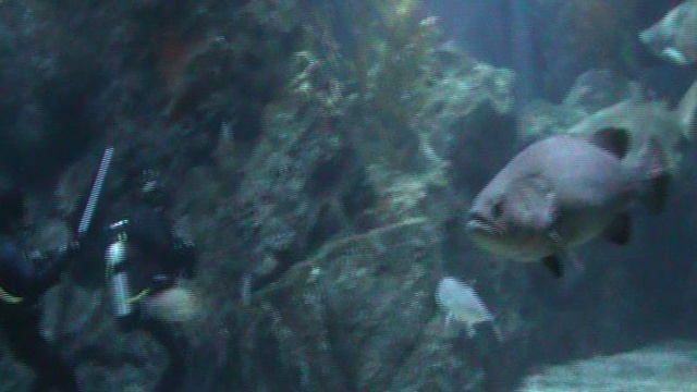 БАНГКОК ОКЕАНАРИУМ смотреть онлайн