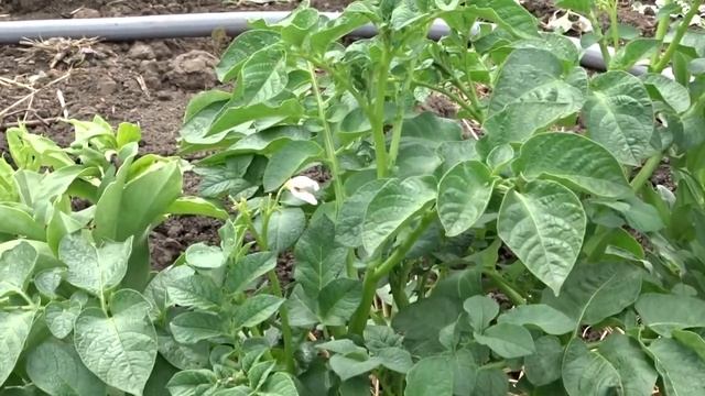 Картофель в траншейной грядке через 2 месяца. Как спасаемся от жука. смотреть онлайн