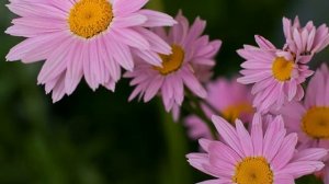 Матрикария (Matricaria)