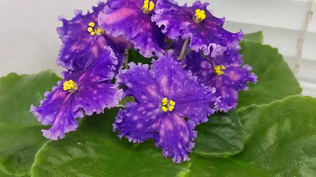 Фиалка ЕК-Капюшон Медузы смотреть онлайн