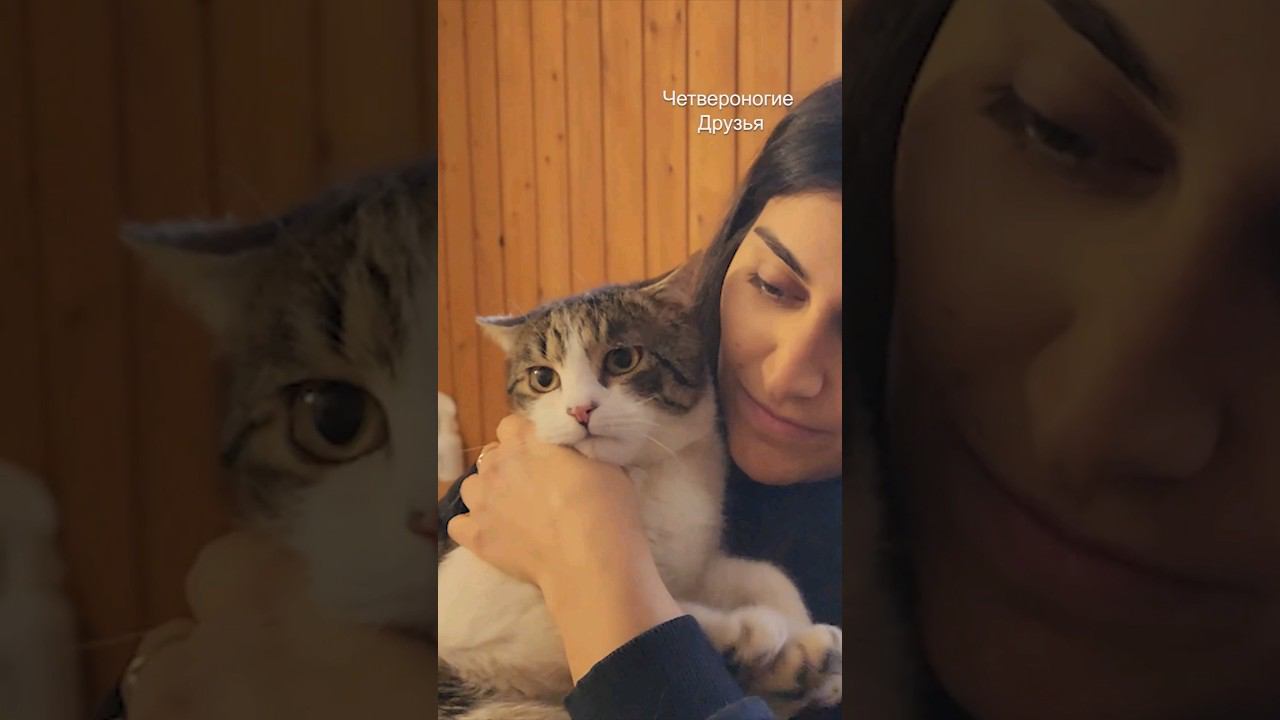 Подобрали кота с улицы, его залечили большими лощами антибиотиков, очень ищет хозяев присмотритесь смотреть онлайн