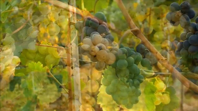 Выращивание винограда в теплице как бизнес смотреть онлайн