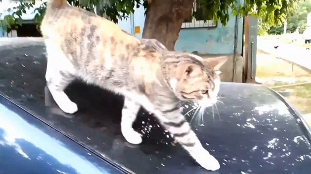 Гуляю где хочу смотреть онлайн