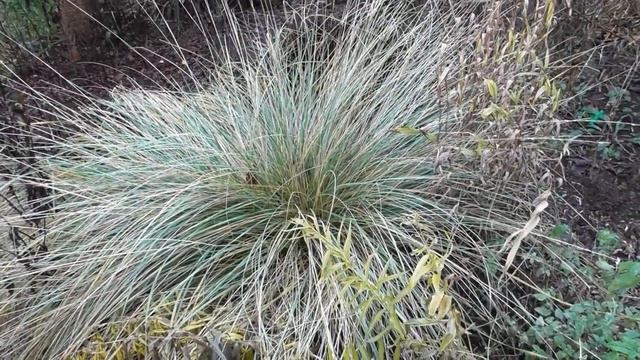 Прогулка по моему саду в начале декабря смотреть онлайн
