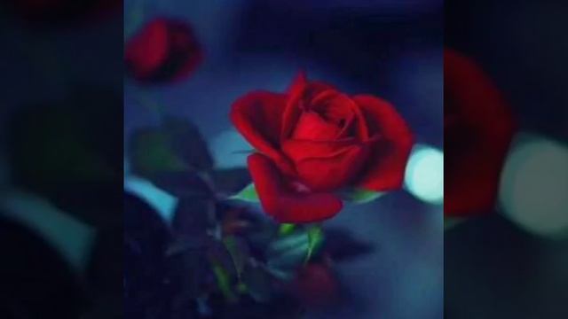 Элмира таалай элеси смотреть онлайн