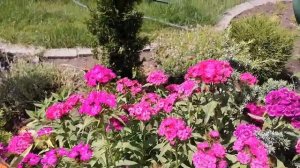 Гвоздика в моем саду. Разные виды гвоздики.