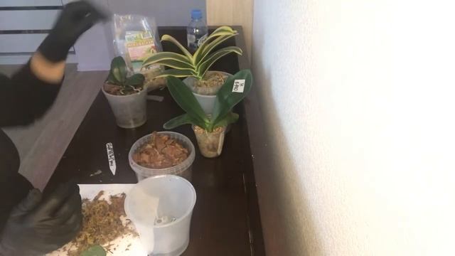 Посадка в горшок Арте 0.6 литра смотреть онлайн