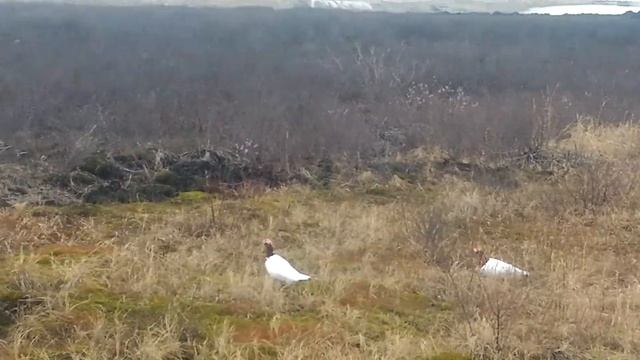 Самцы белой куропатки смотреть онлайн