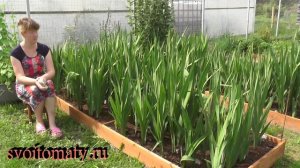 Благородный красавец на Вашей клумбе. Гладиолусы: основные правила выращивания