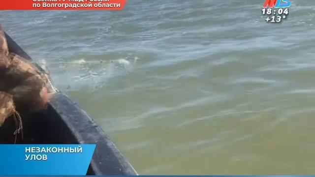 Рыбалка трех жителей Котельниковского района оказалась вне закона смотреть онлайн