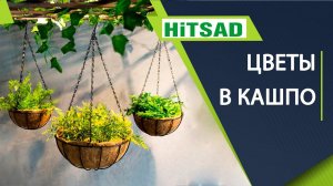 Что посадить в подвесные кашпо вертикальное озеленение -  хитсад тв