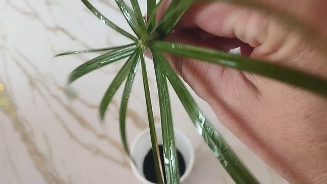 Циперус гүлін көбейту.#гүлдер #өсімдік #өсіру #комнатныерастения Гүлдер әлемі 🌺 смотреть онлайн