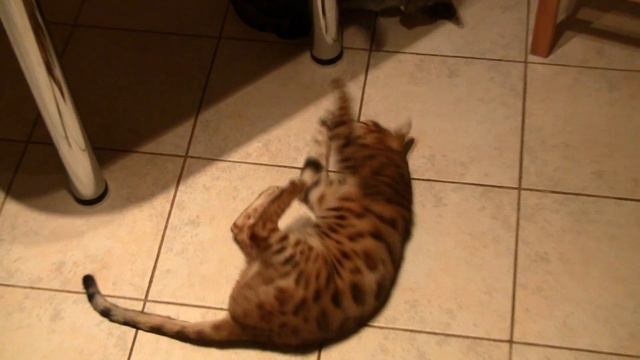 коты и валериана (cat's and Valerian's) смотреть онлайн