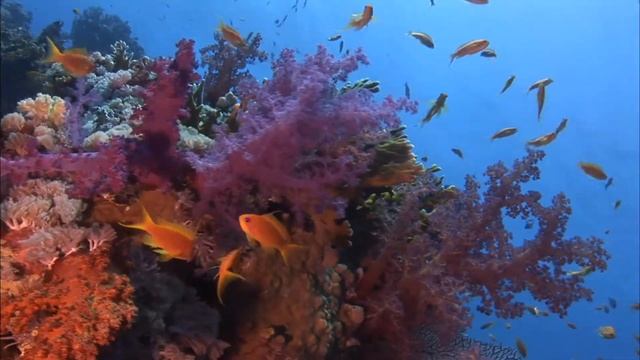 Обитатели Красного моря. Музыка Сергея Грищука. смотреть онлайн