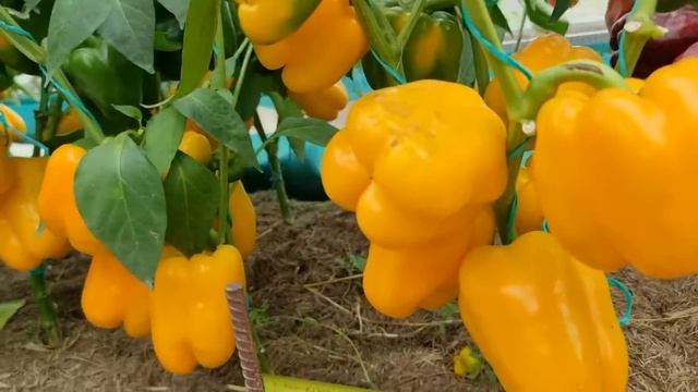 НЕОРДИНАРНАЯ СХЕМА ПОСАДКИ. РАССТОЯНИЕ МЕЖДУ РАСТЕНИЯМИ ПЕРЦА И ТОМАТОВ В ТЕПЛИЦЕ. ПОЛУЧАЕМ БОЛЬШЕ! смотреть онлайн