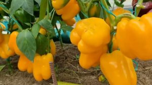 НЕОРДИНАРНАЯ СХЕМА ПОСАДКИ. РАССТОЯНИЕ МЕЖДУ РАСТЕНИЯМИ ПЕРЦА И ТОМАТОВ В ТЕПЛИЦЕ. ПОЛУЧАЕМ БОЛЬШЕ!